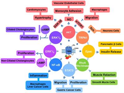 <mark class="highlighted">TGR5</mark>, Not Only a Metabolic Regulator